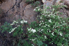 Spiraea media