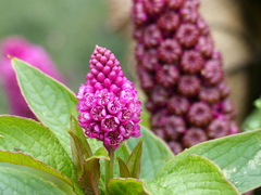 Phytolacca bogotensis