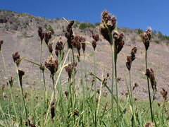 Carex paysonis