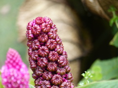 Phytolacca bogotensis
