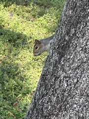 Sciurus carolinensis