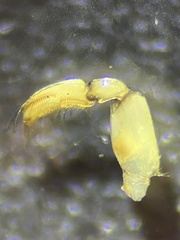 Sigara striata