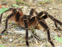 Acanthoscurria natalensis