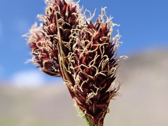 Carex paysonis