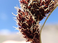 Carex paysonis