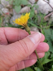 Hypochaeris radicata