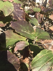 Hamamelis virginiana