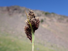 Carex paysonis