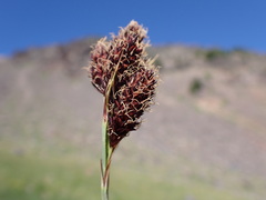 Carex paysonis