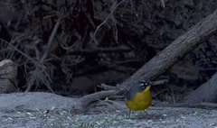 Basileuterus lachrymosus