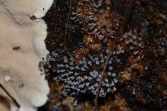 Badhamia utricularis