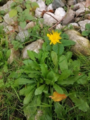 Hypochaeris radicata