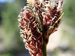 Carex paysonis