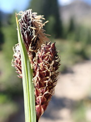 Carex paysonis