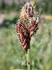 Carex paysonis