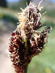 Carex paysonis