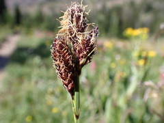 Carex paysonis