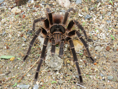 Acanthoscurria natalensis