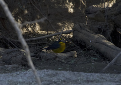 Basileuterus lachrymosus