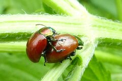 Chrysolina polita