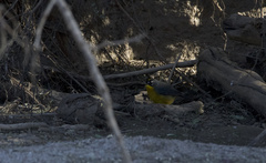 Basileuterus lachrymosus