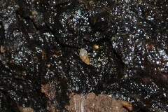 Carychium tridentatum