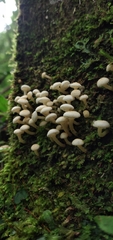 Ripartitella alba