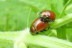 Chrysolina polita