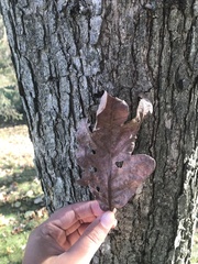Quercus alba