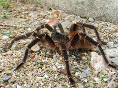 Acanthoscurria natalensis