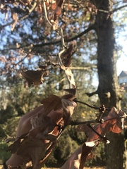 Quercus alba