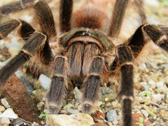Acanthoscurria natalensis