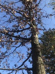Quercus alba
