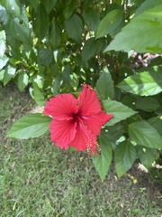 Hibiscus × archeri