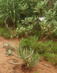 Phemeranthus parviflorus