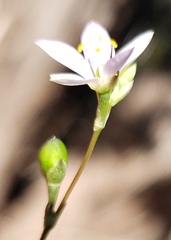 Phemeranthus parviflorus