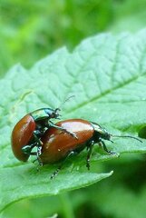 Chrysolina polita