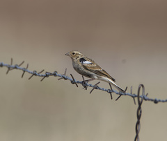 Calcarius ornatus