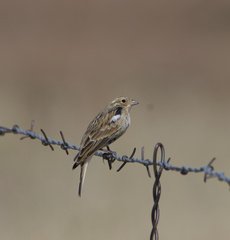 Calcarius ornatus