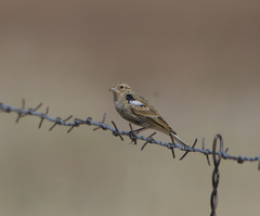 Calcarius ornatus