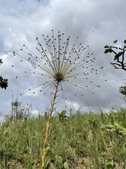 Paepalanthus chiquitensis