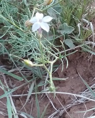 Ipomopsis longiflora