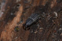 Mitoplinthus caliginosus