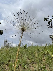 Paepalanthus chiquitensis
