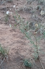 Ipomopsis longiflora