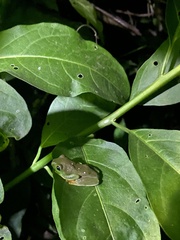 Agalychnis moreletii