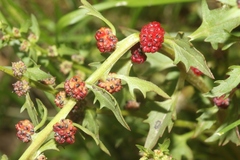 Blitum virgatum