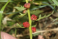 Blitum virgatum