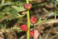 Blitum virgatum