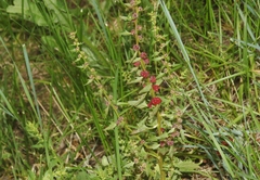 Blitum virgatum